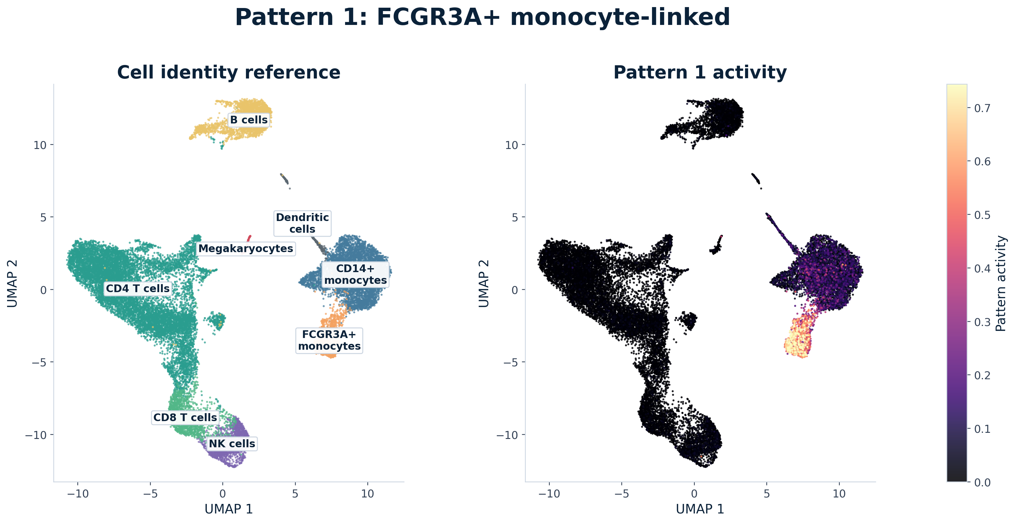Paired UMAP comparison for Pattern 1, labeled as an FCGR3A positive monocyte-linked pattern. The left panel shows annotated PBMC identity neighborhoods. The right panel recolors the same cells by Pattern 1 activity.