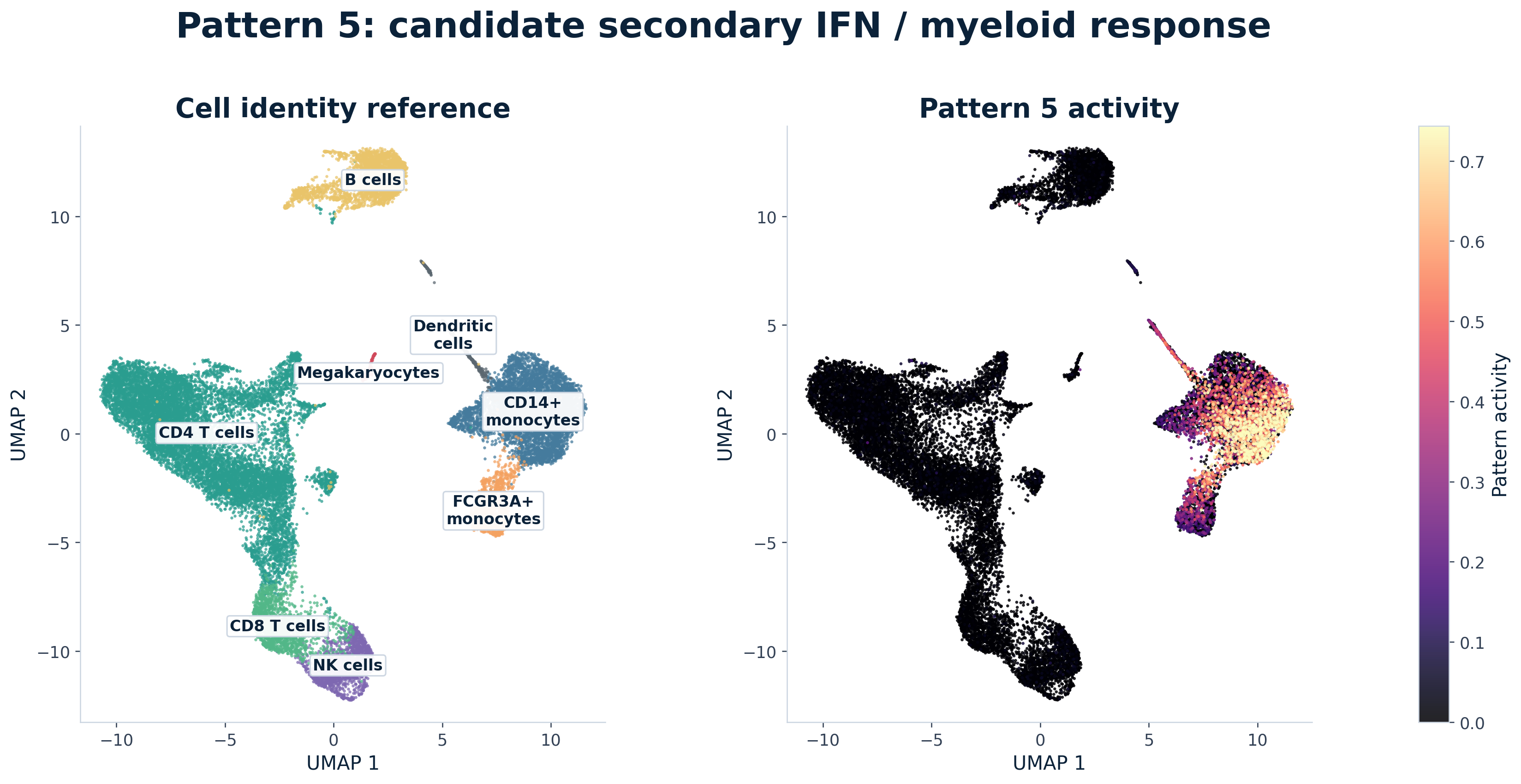 Paired UMAP comparison for Pattern 5, labeled as a candidate secondary IFN and myeloid-response pattern. The left panel shows annotated PBMC identity neighborhoods. The right panel recolors the same cells by Pattern 5 activity.