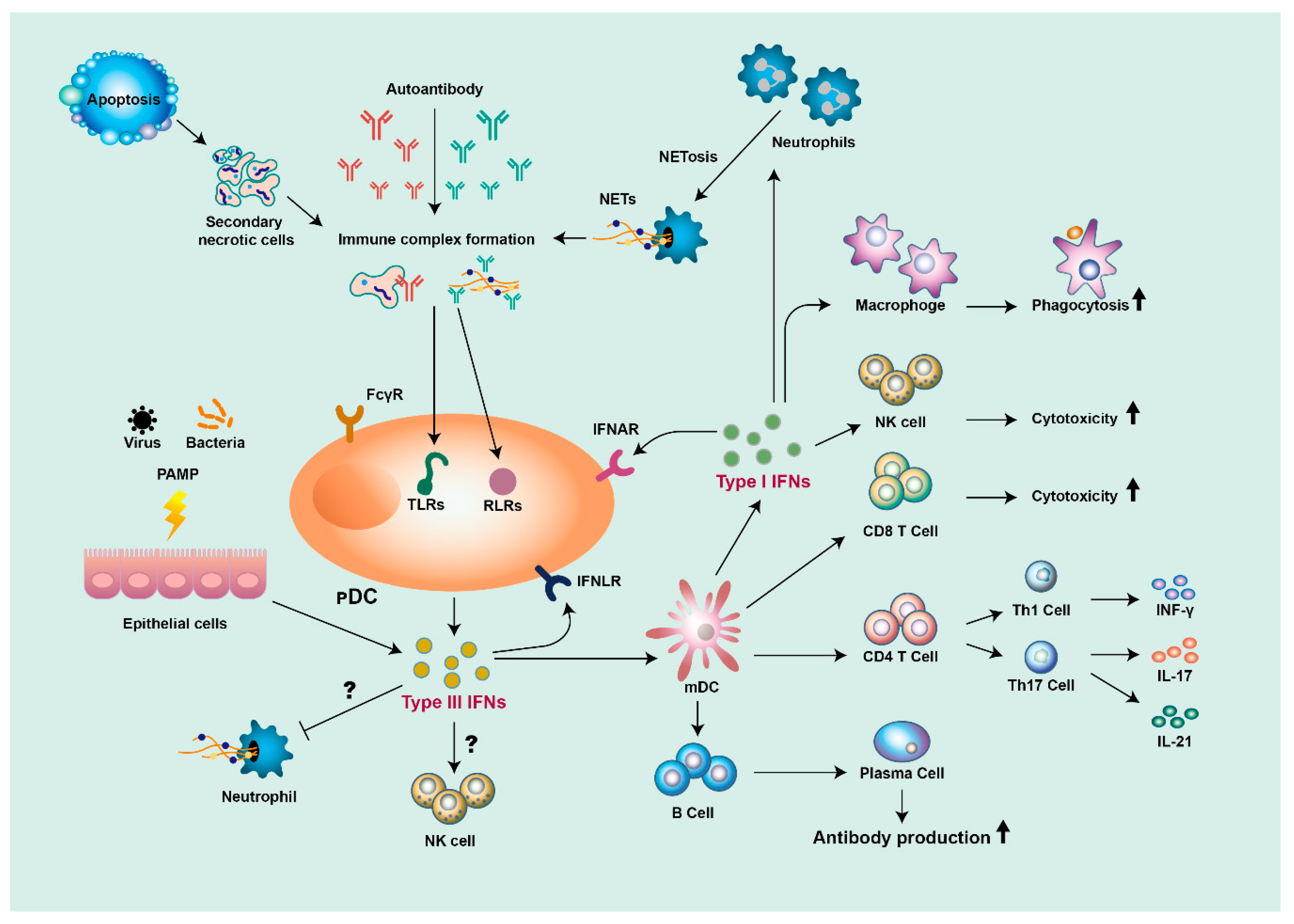 Diagram of type I and type III interferon roles in systemic lupus erythematosus, including immune complexes, plasmacytoid dendritic cells, myeloid dendritic cells, T cells, B cells, NK cells, macrophages, neutrophil extracellular traps, and inflammatory feedback.