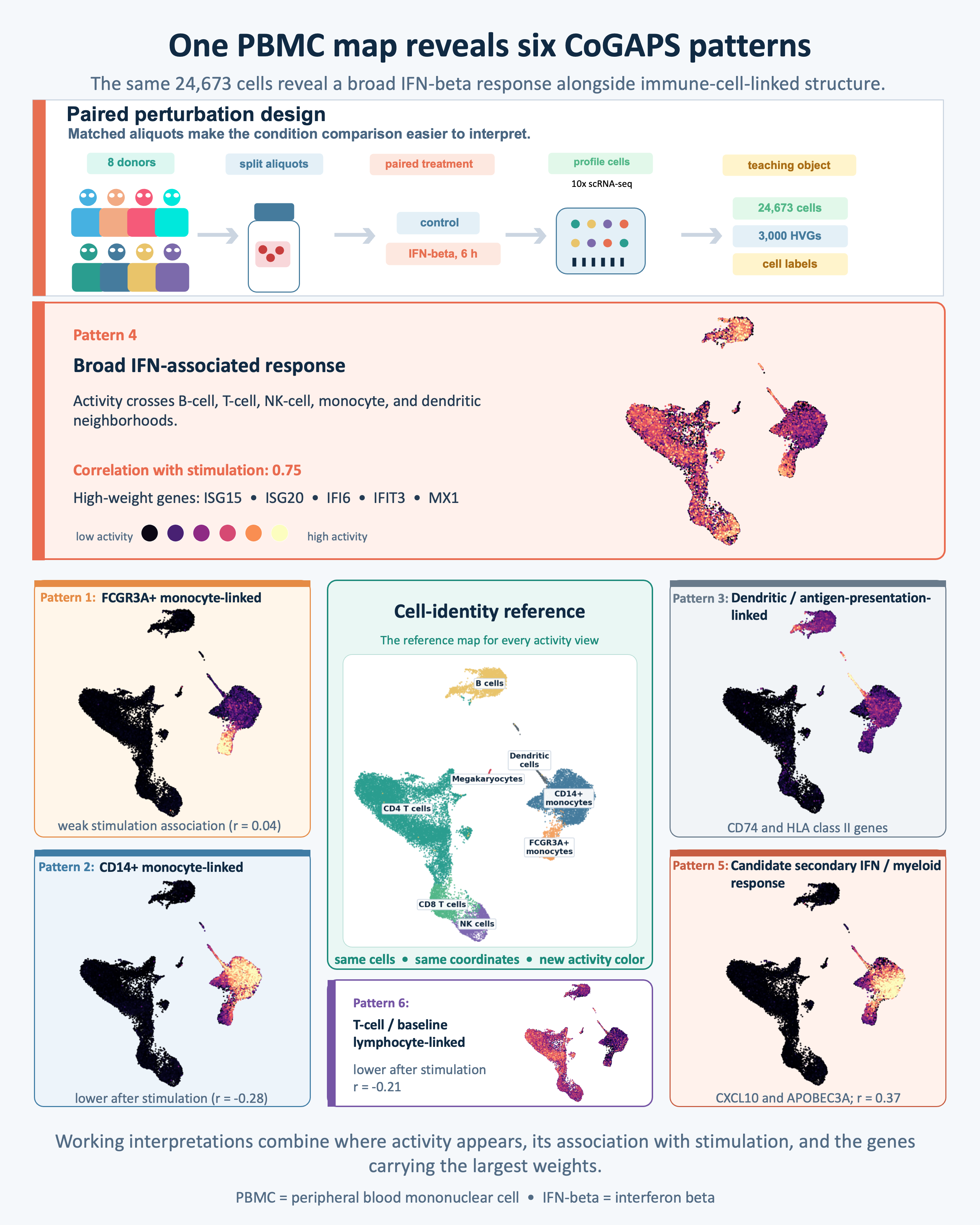 Opening figure summarizing the paired IFN-beta PBMC experiment and the selected R CoGAPS pattern atlas. Eight donors contribute matched control and six-hour IFN-beta aliquots, producing a prepared dataset of 24,673 cells and 3,000 highly variable genes. A central cell-identity UMAP is surrounded by six activity maps; Pattern 4 is highlighted as a broad IFN-associated response, while the other patterns show monocyte-, dendritic-, myeloid-, and lymphocyte-linked structure.